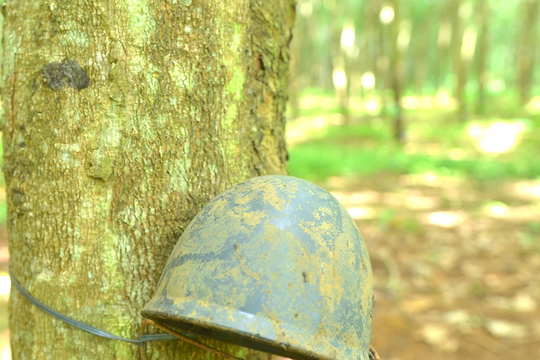 Nhiều nơi ở Nghệ An ngừng khai thác mủ cao su, lý do vì sao?