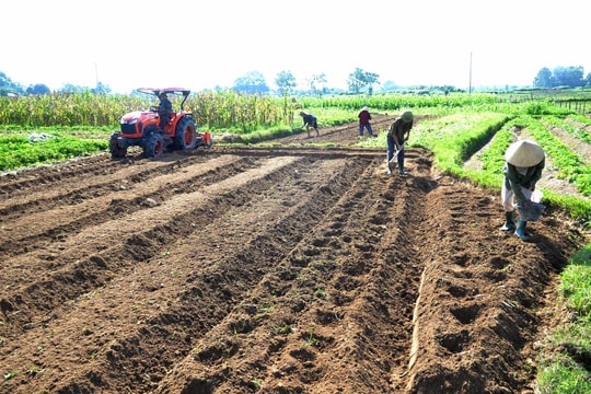 Thời tiết nắng ráo, nông dân Nghệ An ra đồng sản xuất vụ đông