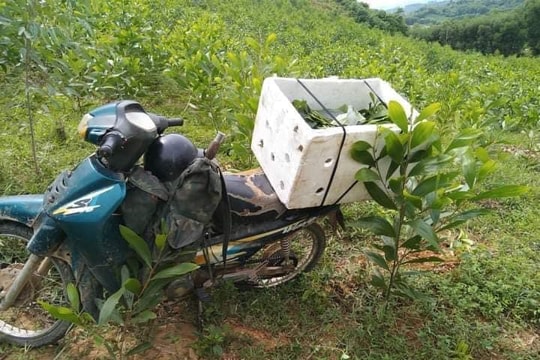 Nhận định ban đầu về nguyên nhân khiến nam thanh niên Nghệ An đi săn ong bị tử vong