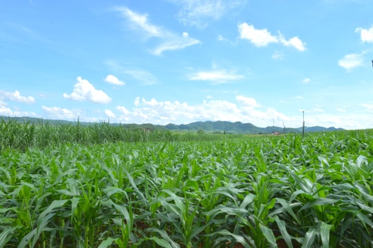 Vựa cam Quỳ Hợp giờ trồng bạt ngàn mía, ngô