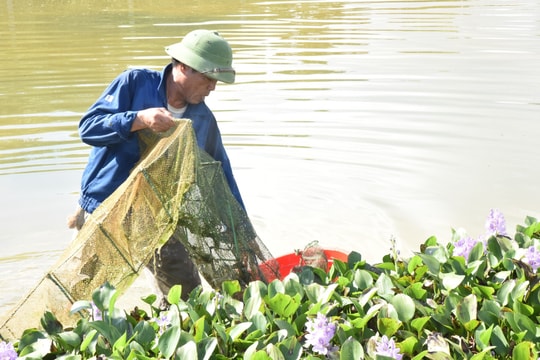 Bí quyết nuôi cua đồng 'trúng lớn' của nông dân Nghệ An