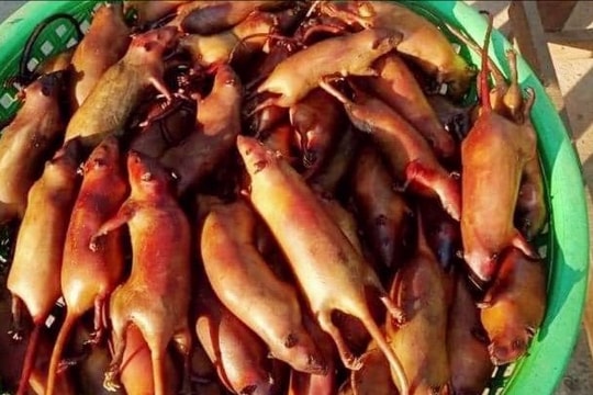 'Chợ' chuột đồng Yên Thành mỗi ngày giao dịch hàng tấn thịt