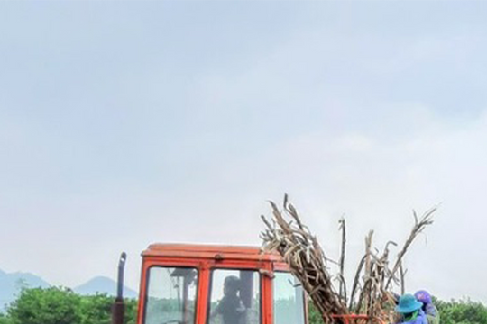 Vựa cam Quỳ Hợp nay trồng đầy mía, ngô, chè