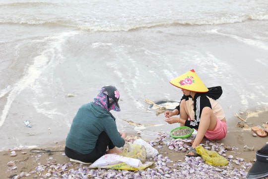 Người dân Cửa Lò đổ xô đi nhặt 'lộc biển' dạt vào bờ sau mưa lớn