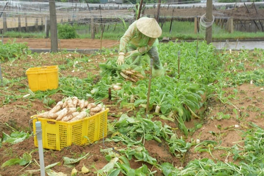 Nông dân Nghệ An khẩn trương thu hoạch rau chạy lụt 