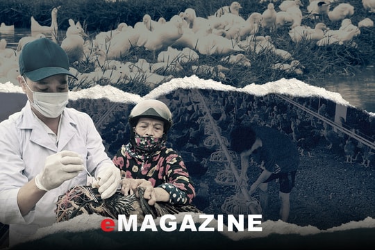 Nghệ An không chủ quan, lơ là với dịch cúm gia cầm