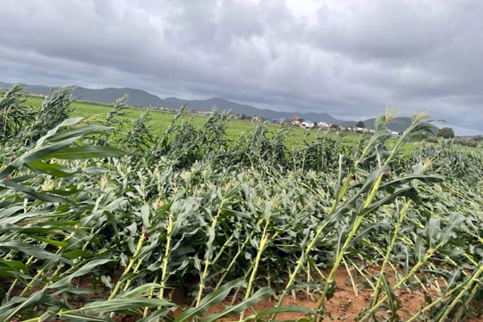 Hàng trăm hecta cây trồng vụ đông ở Nghệ An bị úng ngập, đổ ngã do mưa lớn 