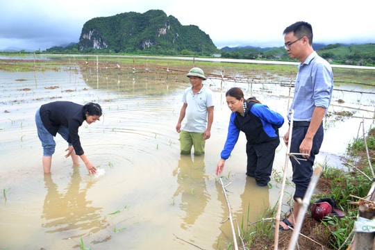  Nhiều tuyến giao thông và hàng trăm ha cây trồng bị ngập tại Anh Sơn, Con Cuông, Tân Kỳ 