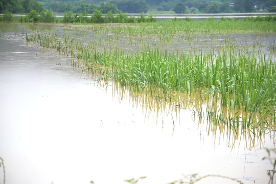 Lũ trên sông tiếp tục dâng cao, hàng nghìn ha cây trồng ở Tân Kỳ, Anh Sơn ngập nặng