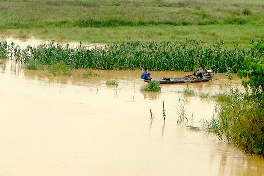 Nông dân Thượng Tân Lộc chèo thuyền thu hoạch ngô bị ngập úng ở bãi bồi ven sông Lam