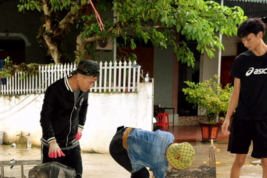Hàng tấn chuột đồng được thu mua mỗi ngày ở Nghệ An