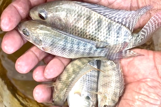 Người dân Quỳ Châu thả lưới 'mót' cá trong ao hồ bị lũ tràn qua 