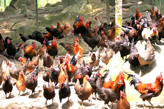Thanh niên xã biên giới ở Nghệ An nuôi gà bản địa bán với giá cao