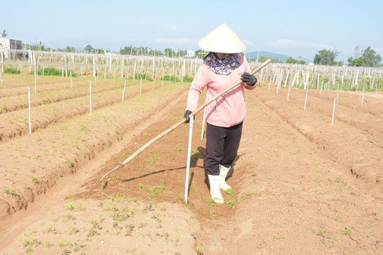 Tranh thủ trời nắng, nông dân Nghệ An khôi phục sản xuất sau lũ