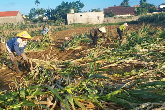 Nông dân Nghệ An phải thu hoạch ngô non bán sau mưa lụt