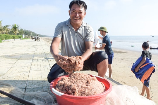 Nắng to sau mưa lũ, ngư dân Nghệ An trúng đậm ruốc biển
