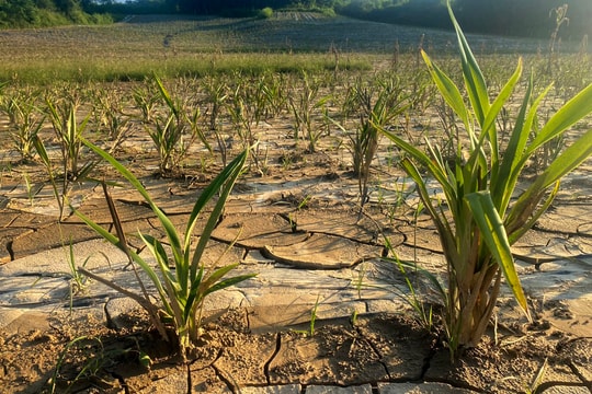 Cây rễ hương ở Quỳ Châu héo rũ sau lũ