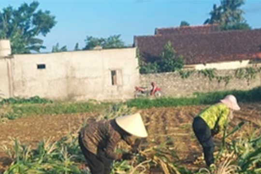 Nông dân thu hoạch ngô non bán sau mưa lụt