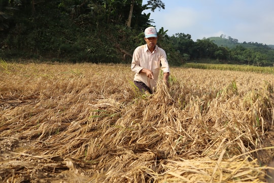 850 ha lúa hè thu ở Quỳ Châu giảm 70-100% năng suất