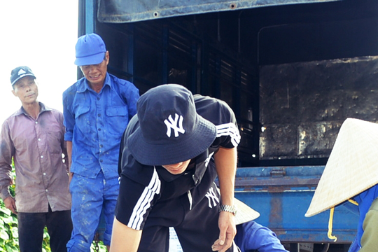 Hết vụ lúa, nông dân Diễn Châu trồng dưa chuột thu 140 triệu đồng/ha