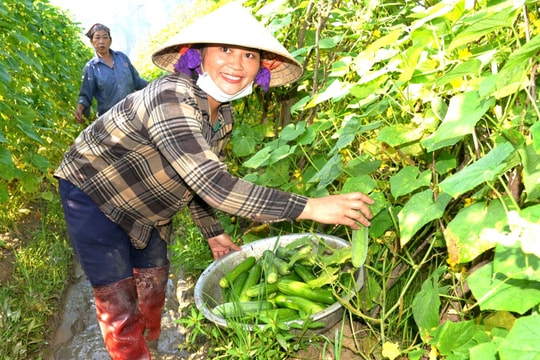 Trồng dưa chuột trên đất 2 lúa, nông dân huyện Diễn Châu thu 140 triệu đồng/ha