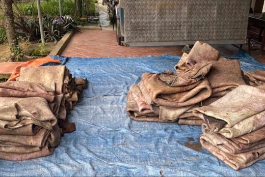 Phát hiện hàng tấn sản phẩm động vật bẩn tại cơ sở chiên dầu, tóp mỡ để bán cho các quán ăn