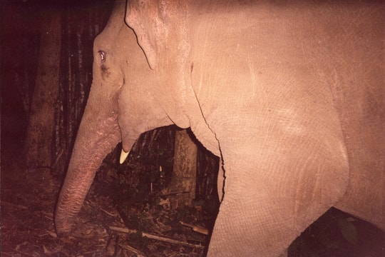 Phát hiện xác voi đực trong rừng cao su ở Nghệ An