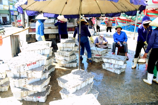 Ngư dân Nghệ An thu 3.000 tỷ đồng từ khai thác hải sản trong 9 tháng