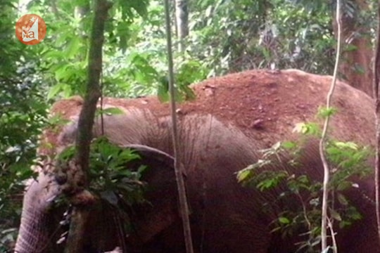 Phát hiện xác voi rừng ở Nghệ An