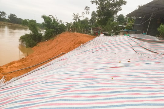 Người dân Anh Sơn mua hàng trăm mét bạt che chắn bờ sông ngăn sạt lở