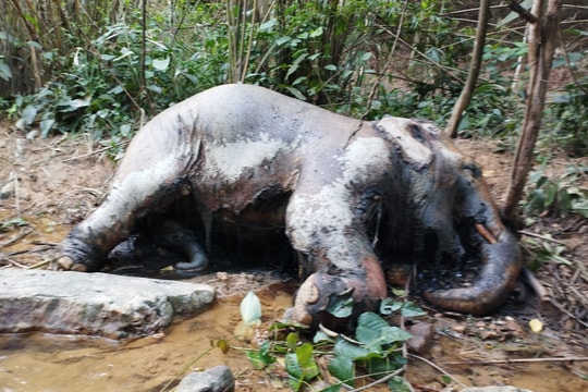 Hiện trường phát hiện xác voi đực ở trong rừng cao su Nghệ An