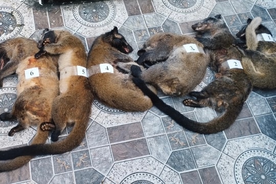 Thu giữ 7 cá thể chồn ở thị xã Thái Hoà