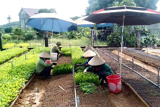 Giống keo lai ở Nghệ An tăng giá gần gấp đôi vẫn 'cháy hàng' 
