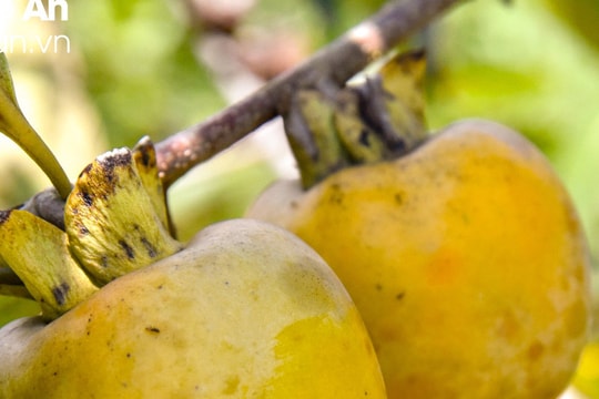 Hồng giòn – ‘của để dành’ của nhiều nông dân Thanh Chương