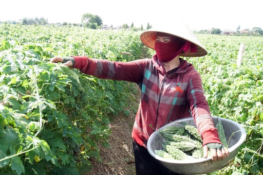 Cung không đủ cầu, mướp đắng tăng giá gấp nhiều lần so với đầu vụ