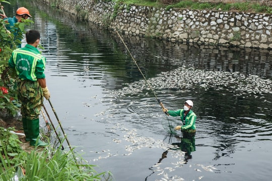 Hàng trăm người xuyên trưa vớt cá chết ở hào Thành cổ Vinh