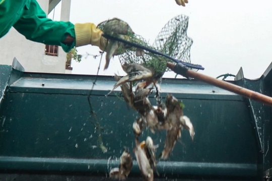 Hàng trăm người tham gia vớt xác cá ở hào Thành cổ Vinh