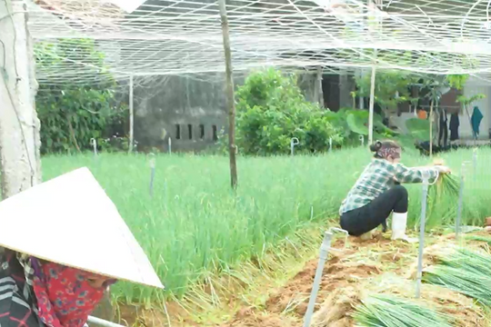Vựa hành của Nghệ An khẩn trương thu hoạch phòng mưa lớn