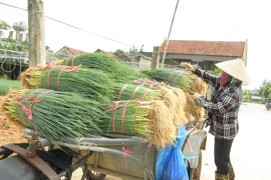 Nông dân Nghệ An hối hả thu hoạch hành 'chạy ngập'