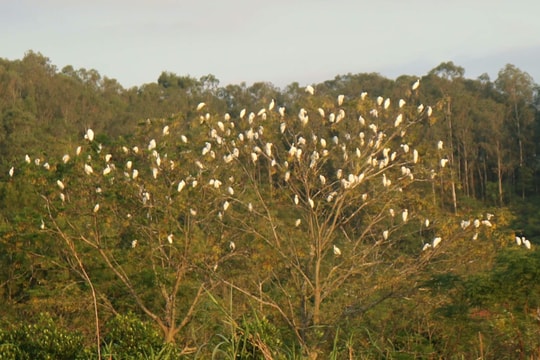 Chung tay bảo vệ vườn cò hàng nghìn con dưới chân núi Ngang