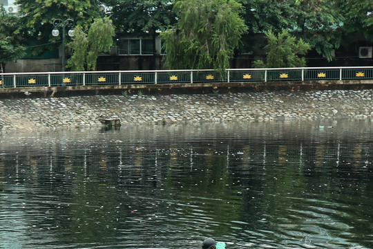 4 nguyên nhân cá chết hàng loạt ở hào thành Vinh