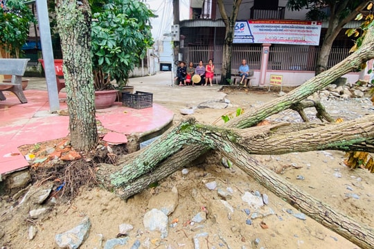 Cần xử lý nghiêm đối tượng chặt phá cây xanh trên địa bàn TP. Vinh
