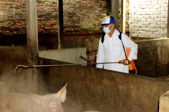 Dịch tả lợn châu Phi có nguy cơ lan rộng