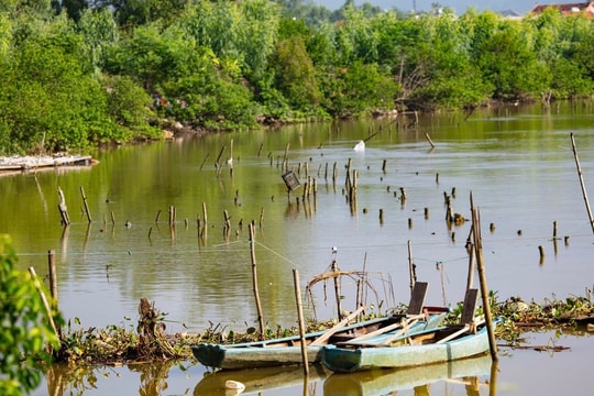 Nuôi hàu gây cản trở dòng chảy tiêu thoát lũ ở thị xã Hoàng Mai 