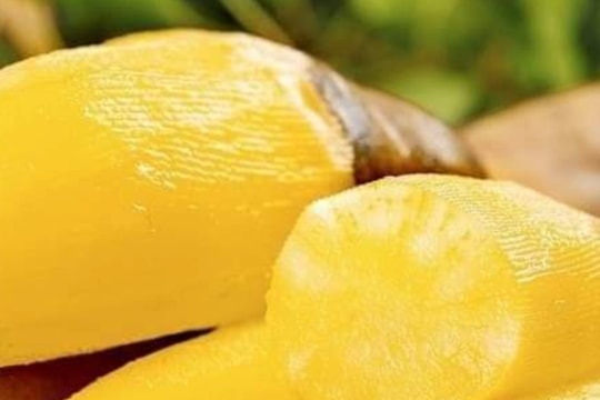 Người dân Mường Lống trồng thử giống khoai ‘lạ’