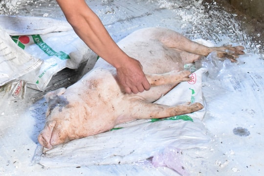 Yên Thành có thêm 6 xã xuất hiện bệnh dịch tả lợn châu Phi