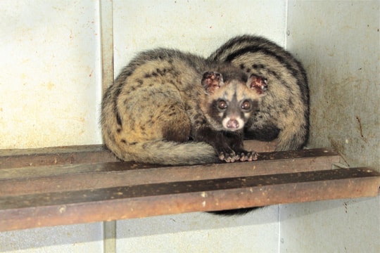 Nông dân Nghệ An đầu tư tiền tỷ nuôi con 'ăn đêm, ngủ ngày'