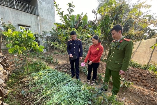 Phát hiện vườn cần sa trong đầm nuôi tôm