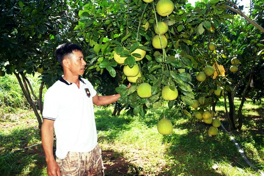 Vườn bưởi đường hàng trăm cây trĩu quả của lão nông ở Tân Kỳ 