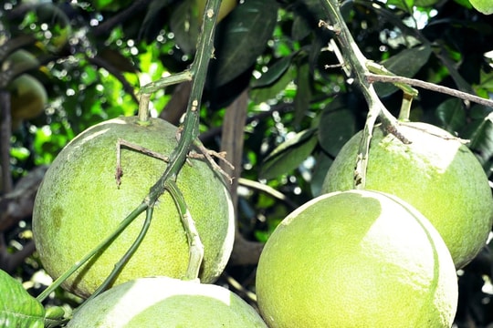 Lúc lỉu trăm gốc bưởi đường trong vườn lão nông Tân Kỳ